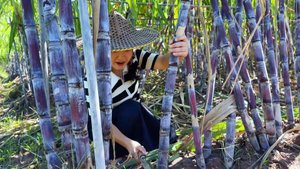 Сяо Ли - Сахарный тростник с поля в горшочке, сладкий и соленый, незабываемый.