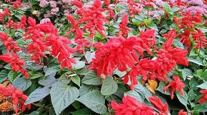 Цветы сальвия красная: в какой почве будет пышно цвести