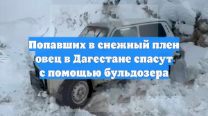 Попавших в снежный плен овец в Дагестане спасут с помощью бульдозера