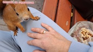 Белочка.Сургут.