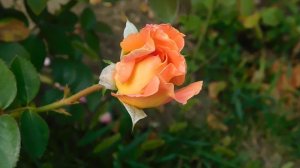 19=09=2025  кмр   (142)