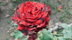 19=09=2025  кмр   (109)