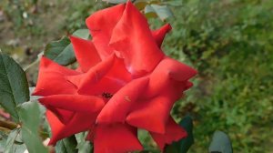 19=09=2025  кмр   (144)