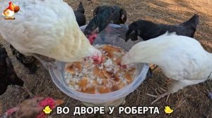 Содержание кур в домашних условиях и других птиц во дворе у Роберта 🐣🐤🦆🐔🪿🦃 (254)