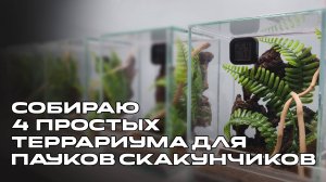 Собираю 4 простых террариума для королевских пауков скакунчиков