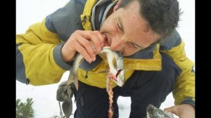 Беар Гриллс ( Bear Grylls )