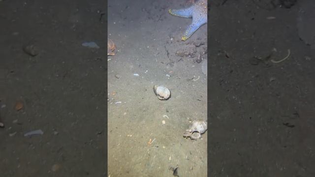 Какие морские животные обитают на дне моря?