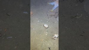 Какие морские животные обитают на дне моря?