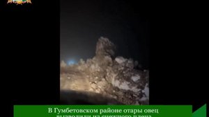 В Гумбетовском районе отары овец вызволили из снежного плена