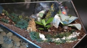 Флорариум, букет в подарок 2. Изготовление на заказ с учетом Ваших пожеланий.