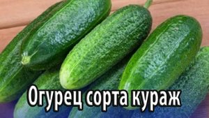 Огурец сорта кураж особенности посадки и выращивания