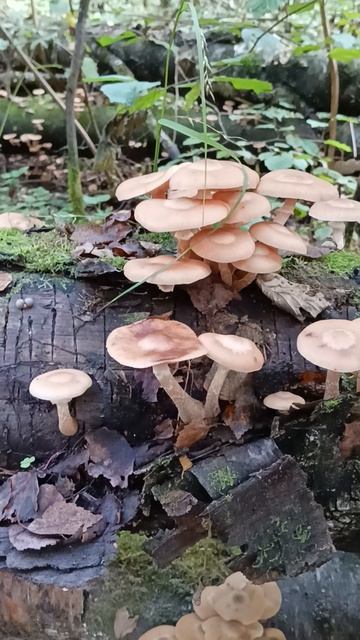 Лесное чудо