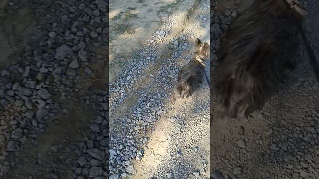 Собаки