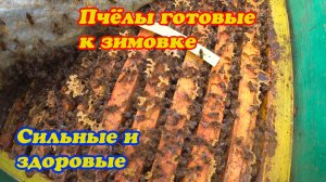 ПАСЕКА ГОТОВАЯ К ЗИМОВКЕ, ОСЫПЬ КЛЕЩА И СИЛА СЕМЕЙ.