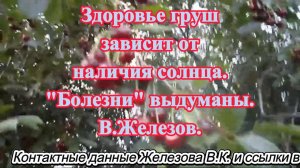 Здоровье груш зависит от наличия солнца. Болезни выдуманы. В.Железов.