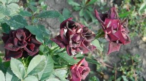 19=09=2025  кмр   (101)