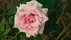 19=09=2025  кмр   (160)