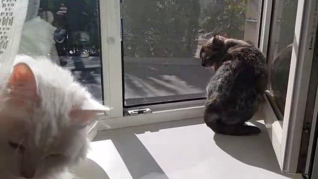 Леся и Сёма - Отбилась всеми лапами