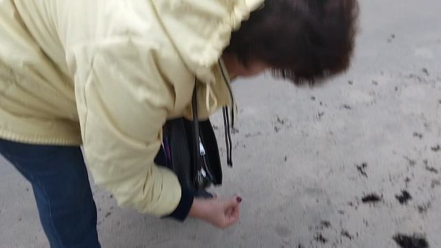 На Кёнигсберг. Часть 7. Что есть янтарь