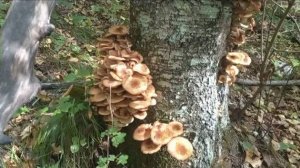 На Лазовском перевале с Серегами (21сентябрь2025)