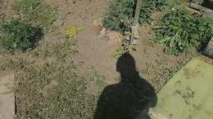 15 ИЮЛЯ . Ч.2  ЛИКВИДАЦИЯ....травы.  Красота +++. mp4