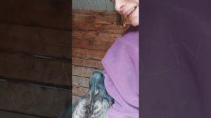 Стаффордширский терьер Барни ищет себе семью 🙏💚