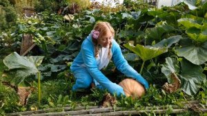 Тыквы созрели!.mp4