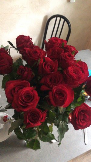 Как укоренить черенок розы с гарантией приживаемости