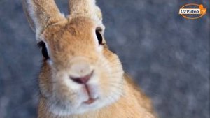 Quyonlar oroli - Mehmondo'st quyonlar yashaydigan yapon oroli !!!