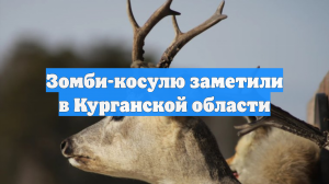 Зомби-косулю заметили в Курганской области