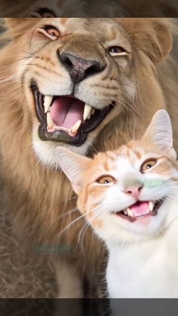 Кисули смотреть онлайн