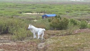 Утро начинается с медведей.