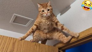 ПРИКОЛЫ С ЖИВОТНЫМИ 2025 ГОДА ЮМОР