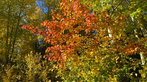 Открываю «сезон Момидзи» в России!🍁