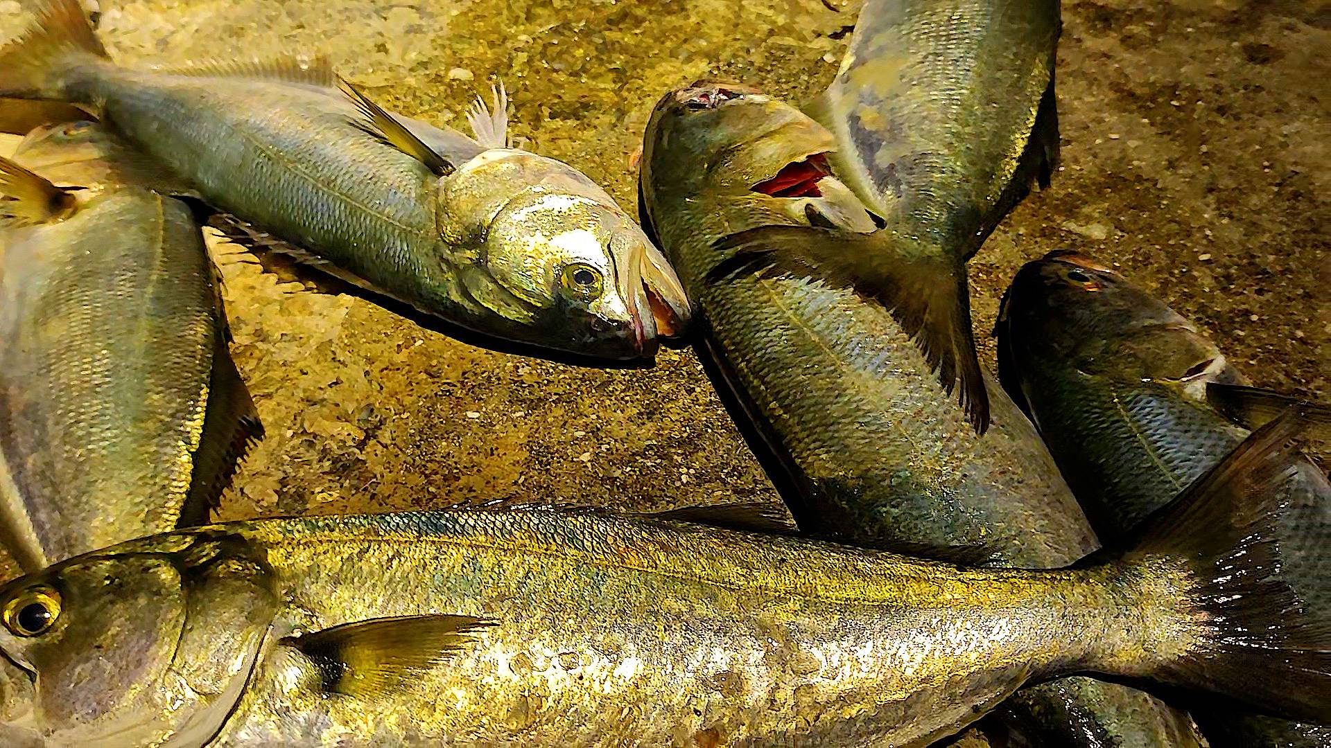 Морская Рыбалка в Ялте, Первый Трофейный Луфарь, Переделал Снасть смотреть онлайн