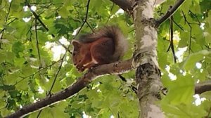 Москва. Парк Царицыно. Белки -  (1)