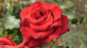 19=09=2025  кмр   (121)