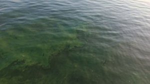 Вода в Доне позеленела