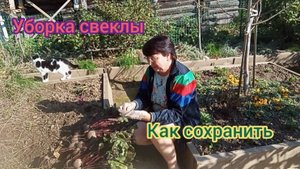 СВЕКЛА НА ЗИМНЕЕ ХРАНЕНИЕ. 19.09.25г