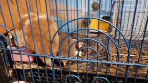 231031_195132 Машенька-Воркуша с детишками в столовой (39сек, 67.6Мб)