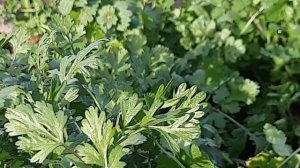 Витамины свежие, кинза.