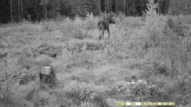 Дикий Лось в лесу|Ночная прогулка лося на поляне| Дикая природа