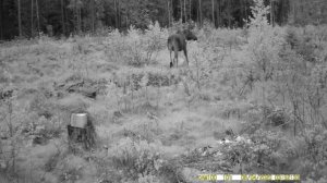 Дикий Лось в лесу|Ночная прогулка лося на поляне| Дикая природа
