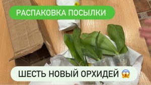🟢РАСПАКОВКА ОБЗОР НОВЫХ ОРХИДЕЙ #распаковка #обзорорхидей #новыеорхидеи #орхидеиобзор #Orchids