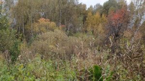 Жёлтая тоска