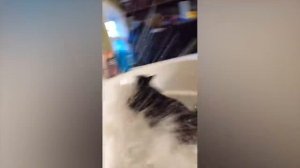 приколы с животными #1