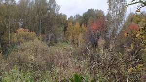 Роща золотая