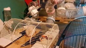 250705_204843 Машка и детишки застряли в тоннеле (1м27сек, 212Мб)