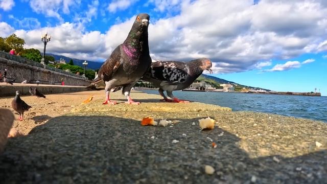 ▶️ Мы отдыхаем сегодня / Ялта август.Жизнь на море / Крым смотреть онлайн