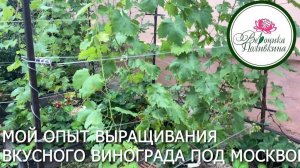 Вкусный виноград под Москвой. Мой опыт.